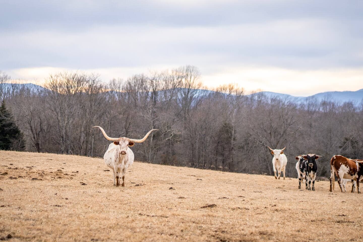 Longhorn cattle grazing with mountains in the distance