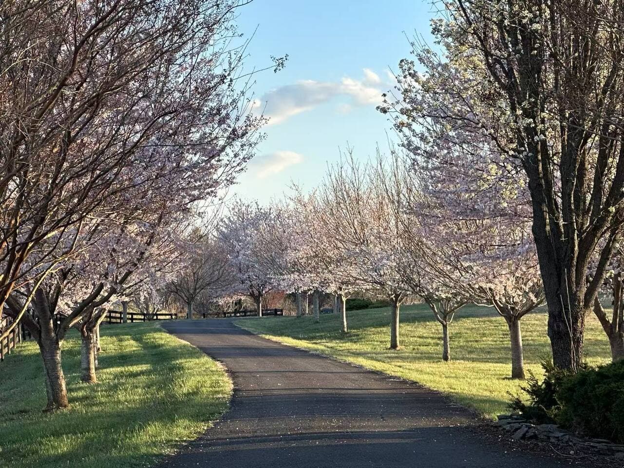 The tree-lined driveway at Mountain Mama Ranch